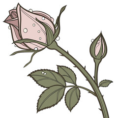 Vector art of an elegant pink rose bud with water droplets, presented in a detailed vector illustration showcasing its delicate petals