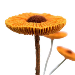 Close Up of Vibrant Orange Mushroom with Textured Cap and Stem on Black Background