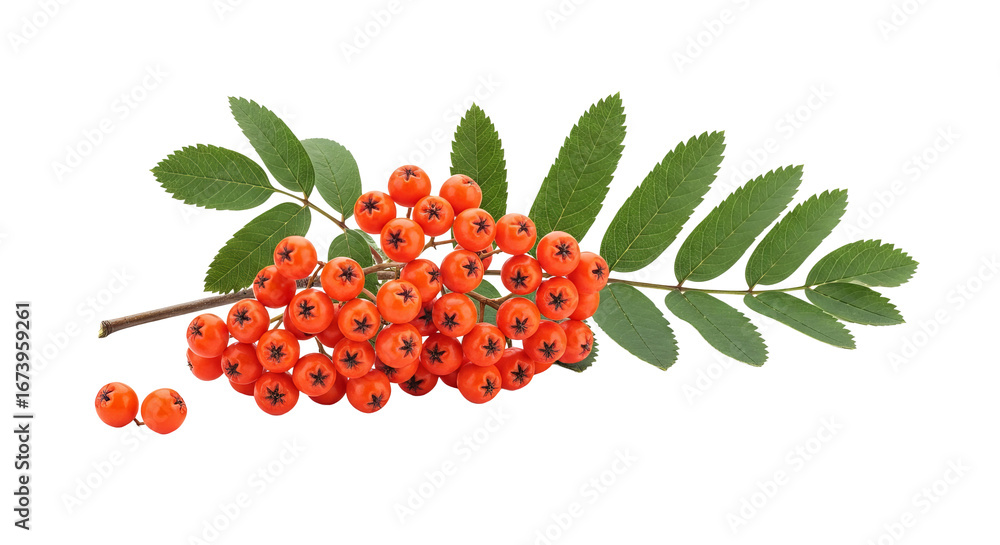 Poster rowan berries and leaves are displayed on a plain background. - high quality rowan berries and leave