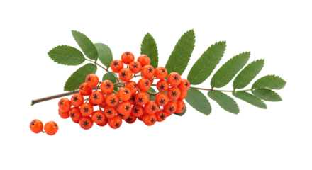 Rowan berries and leaves are displayed on a plain background. - high quality Rowan berries and leaves are displayed on a plain background.