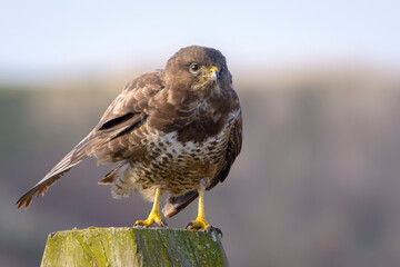 Common Buzzard (Buteo buteo) perched on a post, Zeeland, Netherlands.