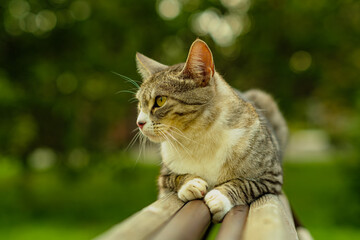 A striped gray cat lounges on a wooden railing in a vibrant garden setting enjoying the warm sun...
