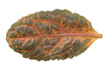 Detailed Close-Up of a Speckled Orange and Green Leaf on Transparent Background