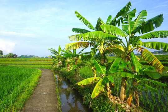 Banana trees and the paddy field with the jogging tract and river irrigation.