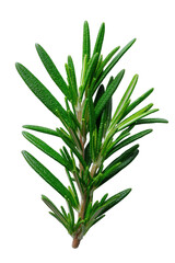 Obraz premium Fresh Green Rosemary Sprig on Black Background