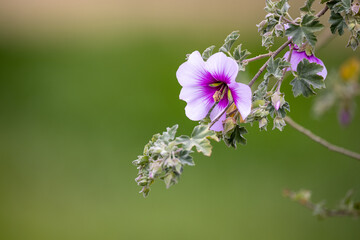 bee on flower