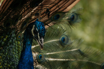 Obraz premium Close-up of a peacock with vibrant blue plumage and an impressive fan of colorful feathers, showcasing its striking beauty.