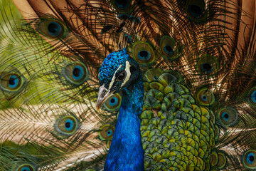Obraz premium Close-up of a peacock with vibrant blue plumage and an impressive fan of colorful feathers, showcasing its striking beauty.