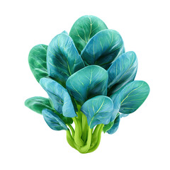 Obraz premium Bok Choy with Asian Greens, Vegetable, Food, and Healthy.