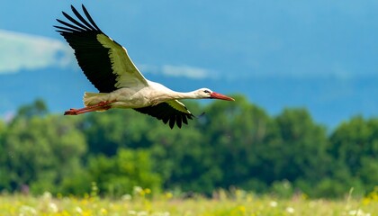 Naklejka premium White stork in flight over a field (1)
