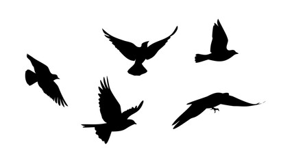 Birds in flight and perched silhouettes flying wing