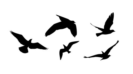 Diverse bird silhouettes in flight and perched flying