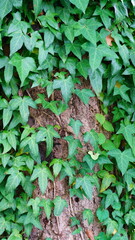 나무 줄기에서 자라고 있는 담쟁이