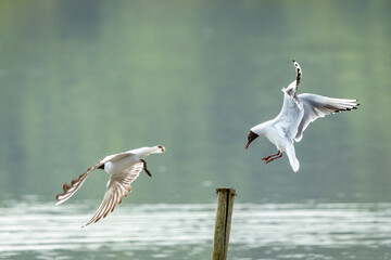 seagull flying over the sea