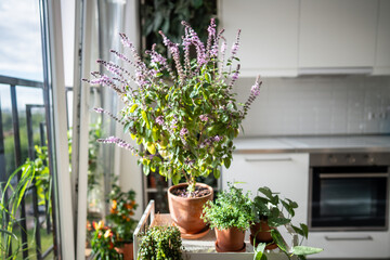 Flowering Thai basil bush plant, lemon thyme in clay pot at home. Cultivation homegrown aroma spicy herbs, indoor gardening. Green hobby concept