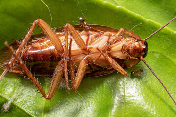 Close up of ants eating a dead cockroach.