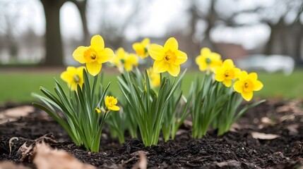 Vibrant Yellow Daffodils Blooming in Spring Garden