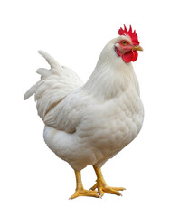 Fototapeta premium White Chicken Isolated Transparent PNG