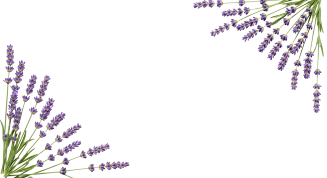 Lavender Flowers Frame Isolated PNG Transparent - Powered by Adobe