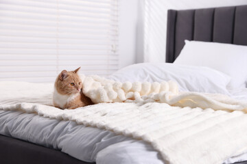Pet hotel. Cute ginger cat on bed indoors