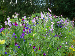Rambling Sweet Pea hedge with white purple flowers growing and blooming in a garden, closeup