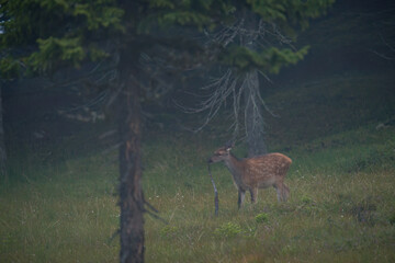 a red deer calf is grazing on a mountain meadow, at a summer evening