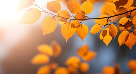 Closeup of vibrant orange leaves on a tree branch, illuminated by the warm, soft glow of the autumn sun, creating a beautiful bokeh effect in the background