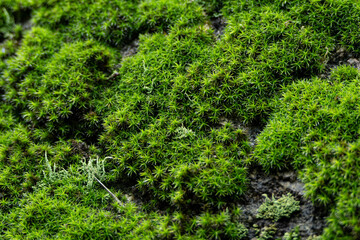 접사 하여 촬영 된 이끼