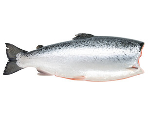 Whole Fresh Salmon Fish with Silvery Scales, Side View, Isolated Transparent Background PNG