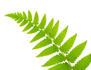 Tropical Fern Leaf Cluster with Overlapping Fronds, Botanical Nature Style, Isolated Transparent Background PNG