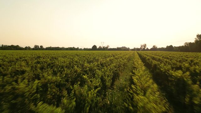 aerial view of vineyards of prosecco in the veneto region at sunrise, moving fast over picturesque winery with warm natural light