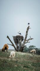 a tree, stork and sheep