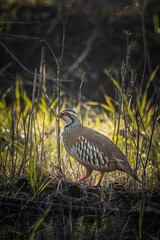 Partridge
