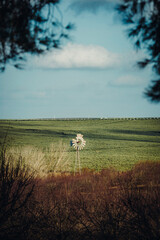 windmill in the countryside