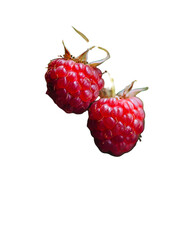 Two ripe red raspberries on black background