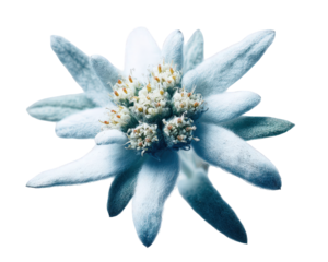 Close Up of an Edelweiss Flower on Transparent Background
