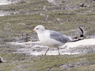 Fototapeta premium An adult Short-billed Gull feeding on a mudflat