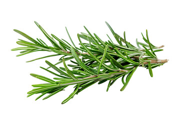 Fototapeta premium Fresh Rosemary Sprig Isolated on Black Background