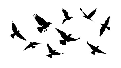 Collection of Black Birds in Flight flying birds flock of birds