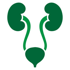 human renal system, kidney and bladder silhouette icon