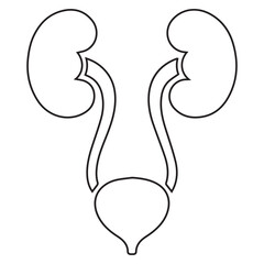 human renal system, kidney and bladder silhouette icon