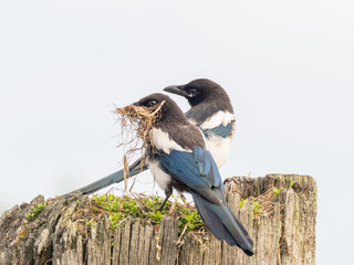 A pair of Black-billed Magpies perched atop a tree stump with one carrying nesting material in its...