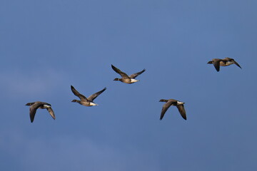 Ringelgänse in Schweden im Herbst	