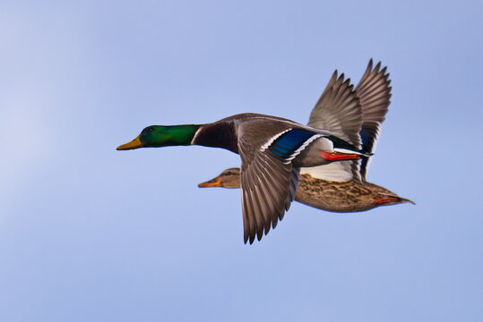 P&auml;rchen fliegender Stockenten	