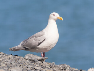 A close up of an adult Glaucous-winged Gull perched on a gravel bank