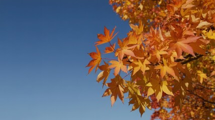 Autumnal Equinox First Day of Fall Season Change Harvest Leaves Nature Balance Day Night Background Illustration