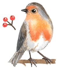 Watercolor illustration on white background. Robin bird and branches with berries. This is a beautiful drawing for your print.