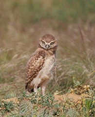 Baby burrowing owl giving a stern look that a cute owlet just can't pull off