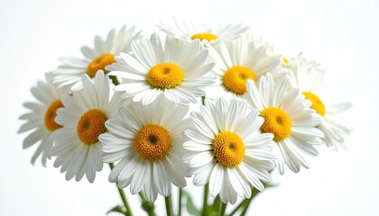 Obraz premium Bunch of fresh white chamomile flowers with yellow centers on a clean white background. Delicate petals radiate outwards. Perfect for spring themes, natural beauty, and herbal medicine.