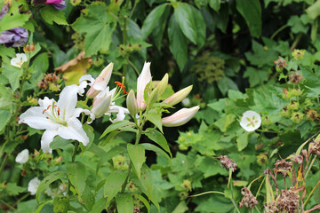 White lily flowers in close up